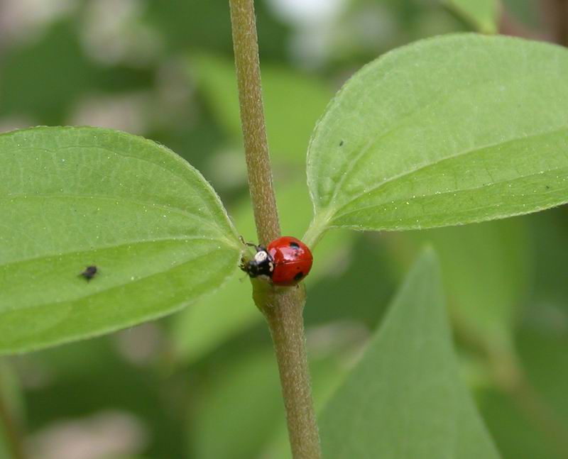 Oenopia (=Synharmonia) conglobata, Coccinellidae